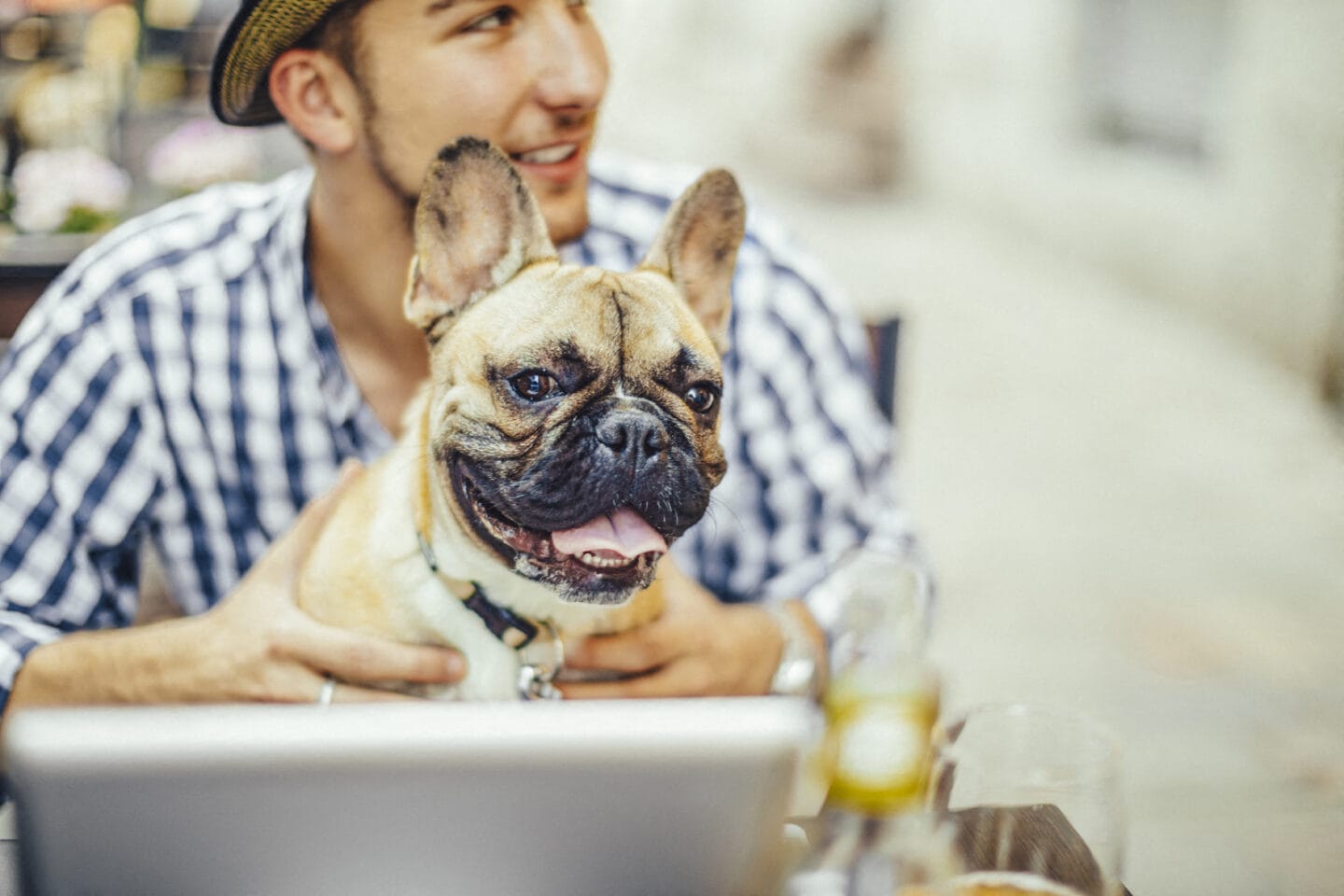 Pet Friendly Apartments, at The Ashley Apartments, New York, New York