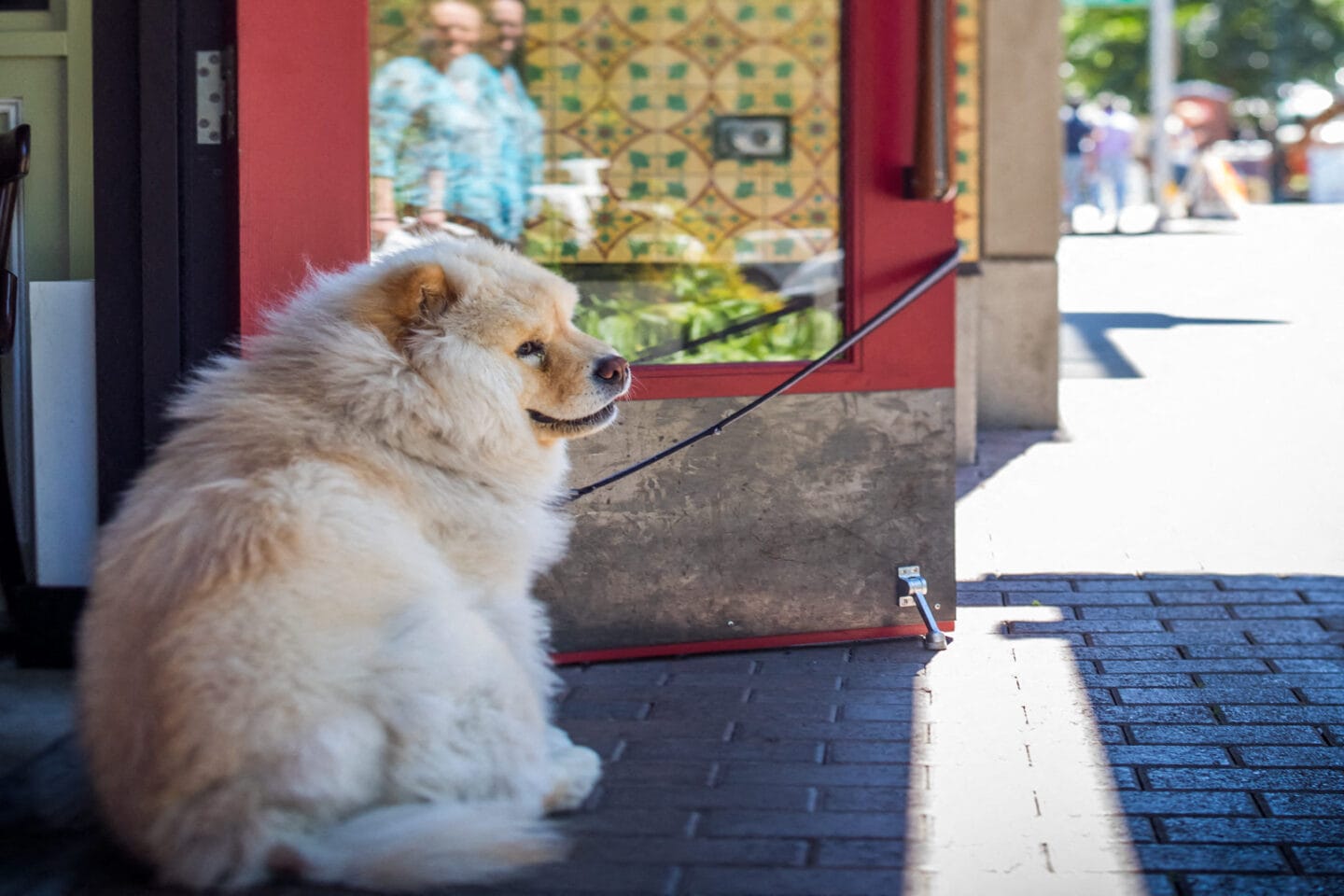 Happy Pet-Friendly Apartments and Community at Stratus, 820 Lenora St., Seattle