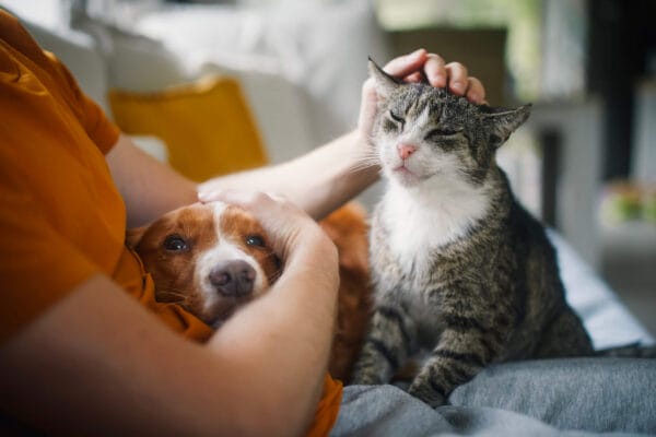 A person is seated on a couch, affectionately petting both a cat and a dog, highlighting a warm interaction between them.