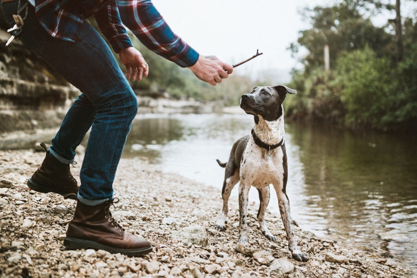 Dog Near The Lake at Yaupon by Windsor, Texas, 78736