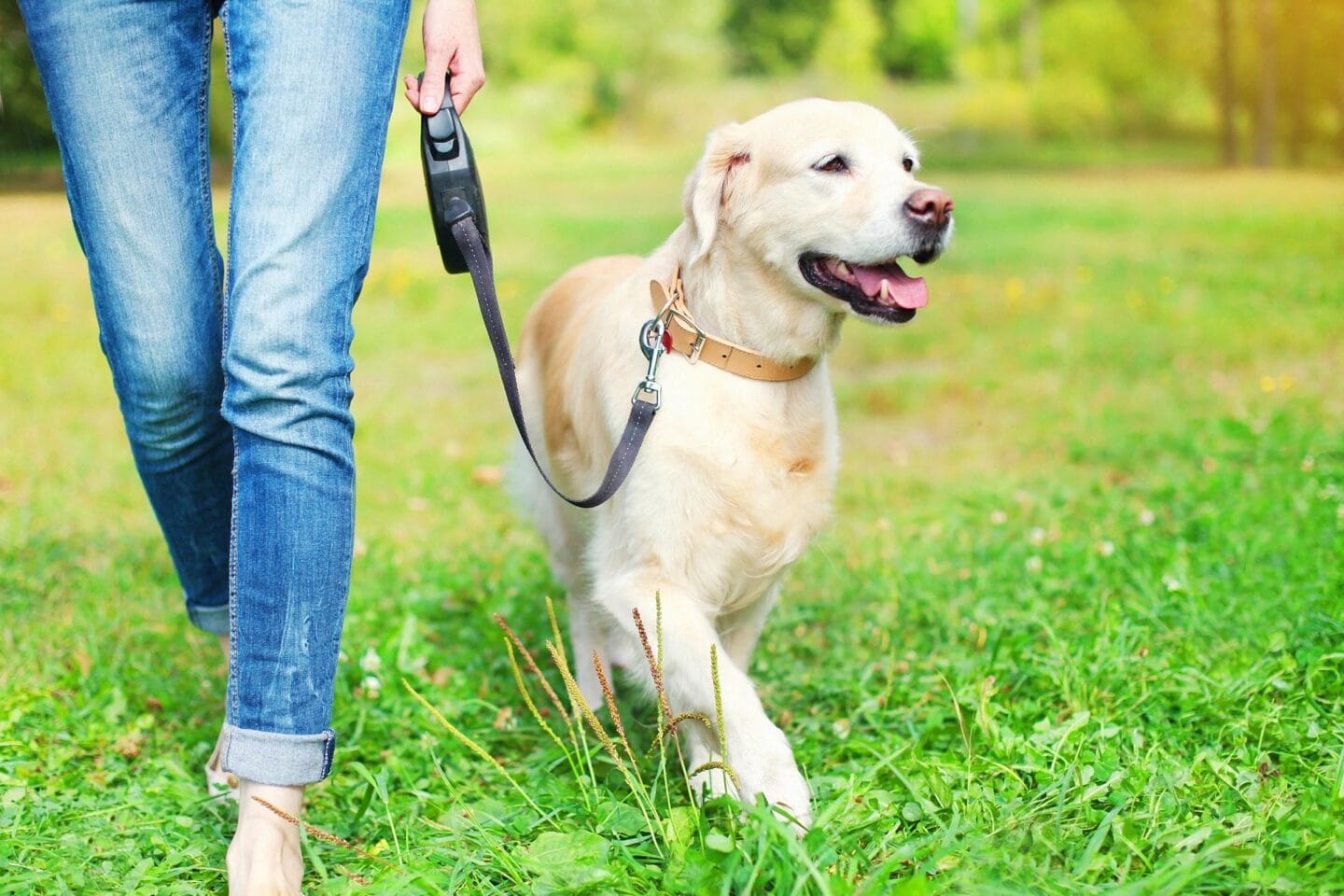 Dog on a leashed walk at Windsor Johns Creek, Johns Creek, GA