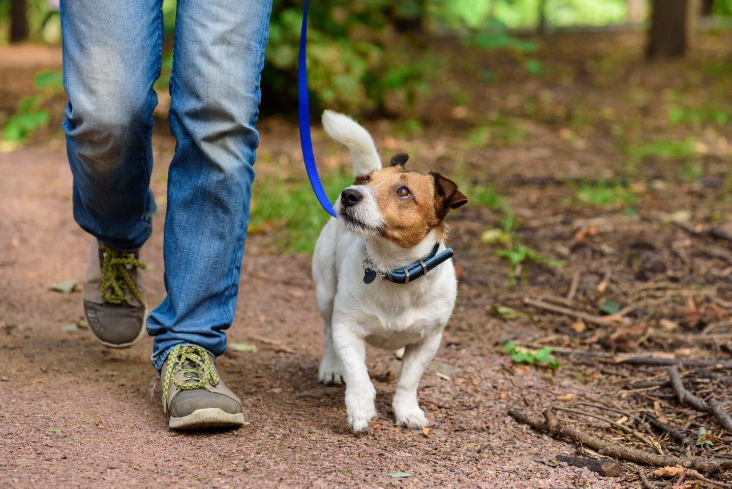 Dog Walking In A Park at Windsor Peachtree Corners, Peachtree Corners