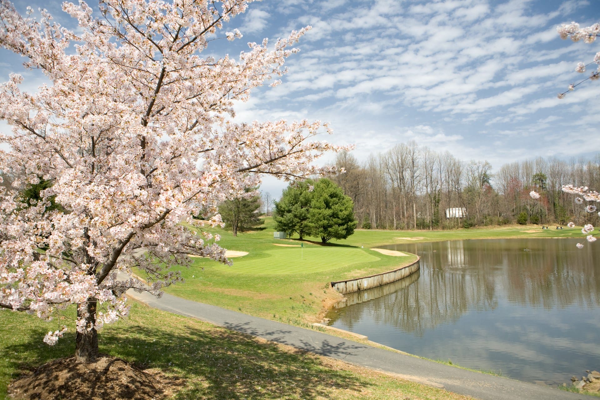 Pond with a flowering tree near Windsor Kingstowne in Alexandria VA