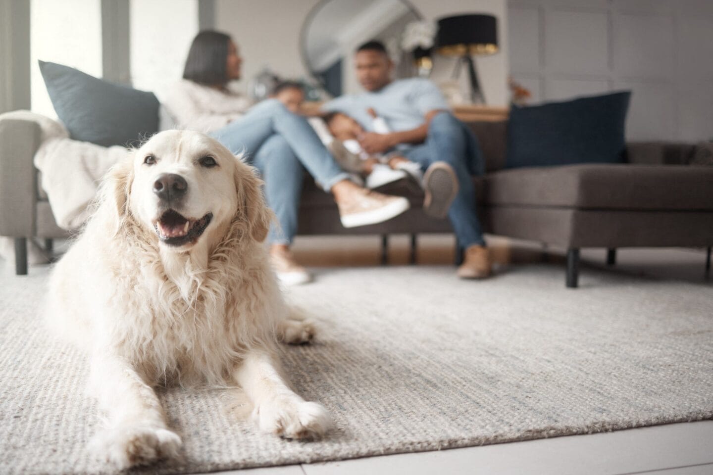 Dog relaxing at Windsor Kingstowne, a pet friendly community in Alexandria, Virginia 22315