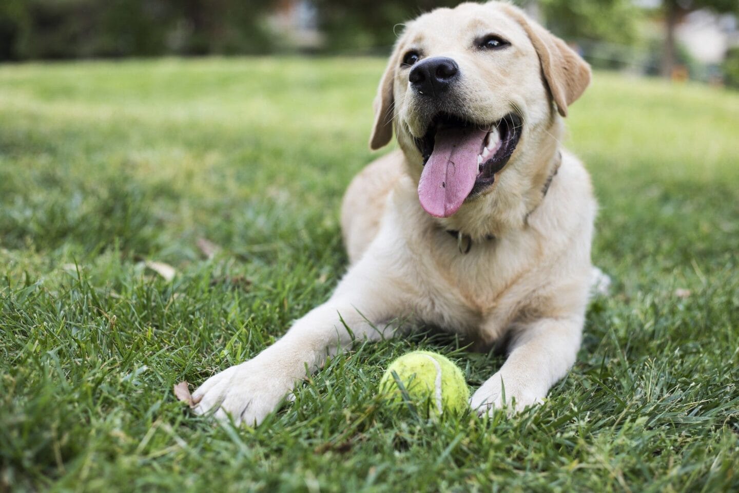 a dog laying in the grass with a tennis ball