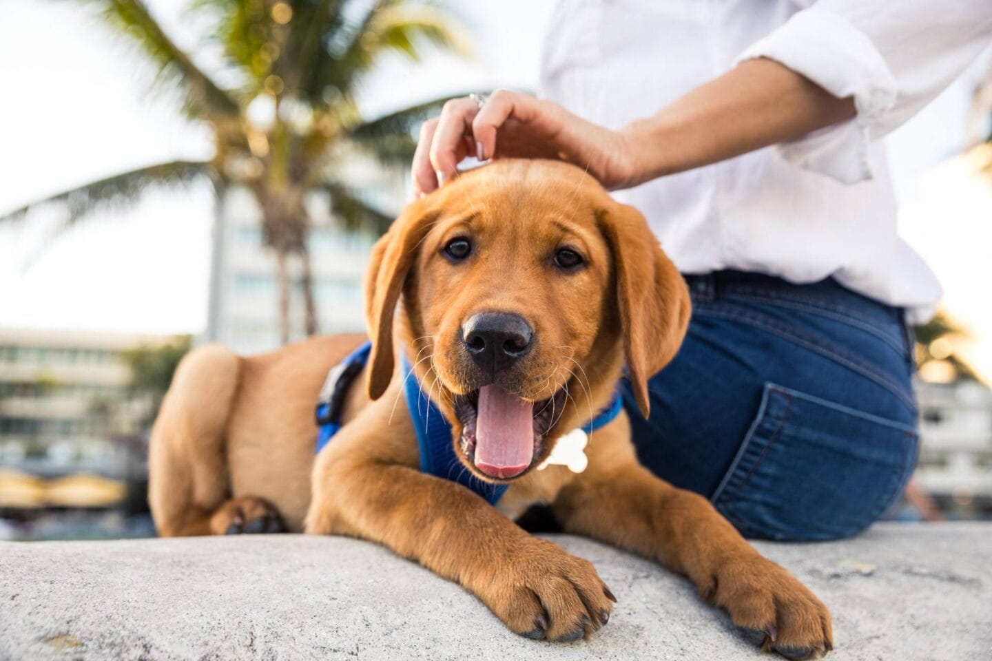 A dog laying on the ground with a person petting its head