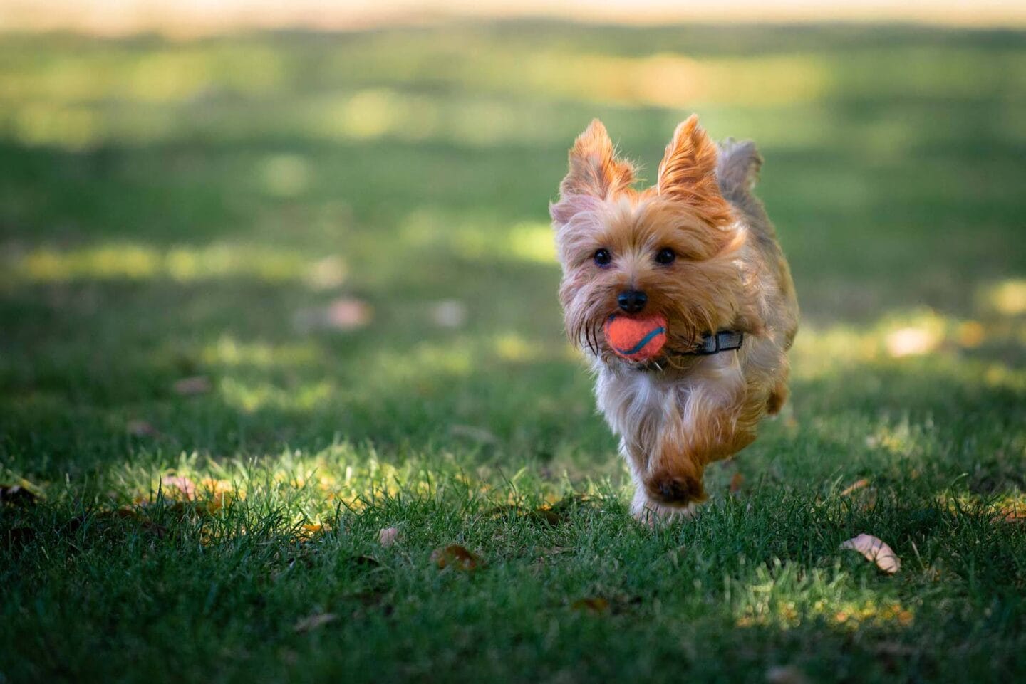 Windsor Oak Creek is Dog Friendly Community in Fairfax VA