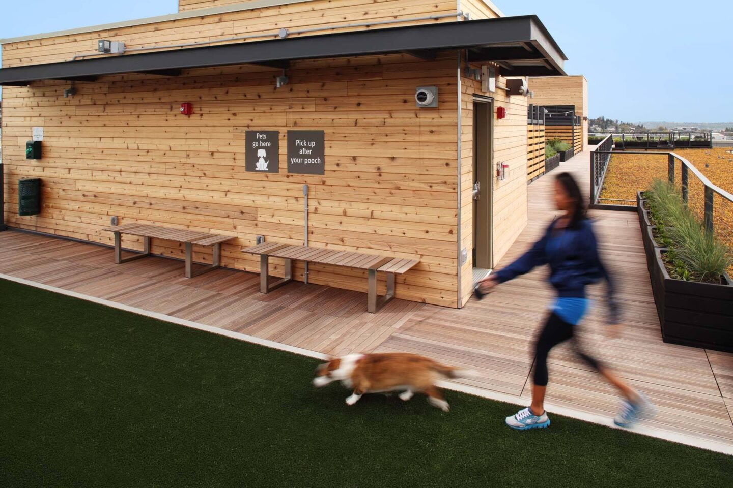 A woman runs with her dog on a wooden deck at Windsor Ballard, 5555 14th Ave NW, Seattle, WA